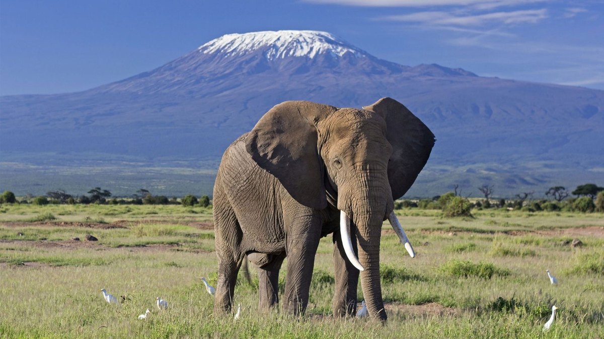 kilimanjaro-elephant-1200x675