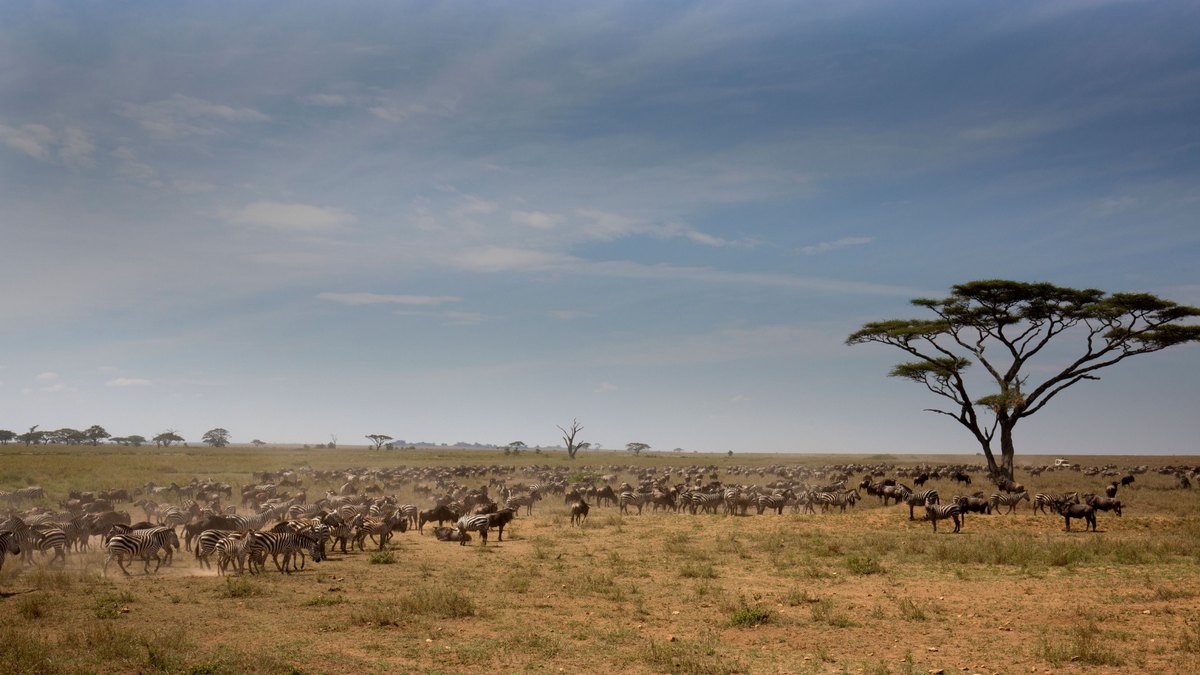 pexels-mikeknibbs-serengeti-herd-1200x675