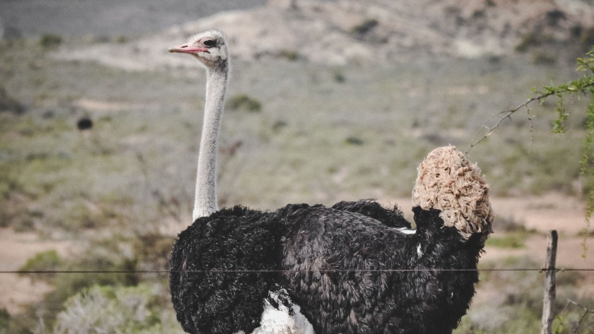 pexels-ostrich-1200x675
